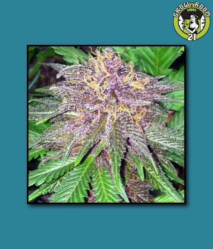 Bild von Triple Purple Doja