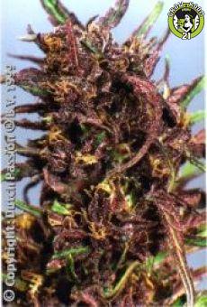 Bild von Purple 1