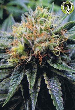 Bild von Bubblelicious