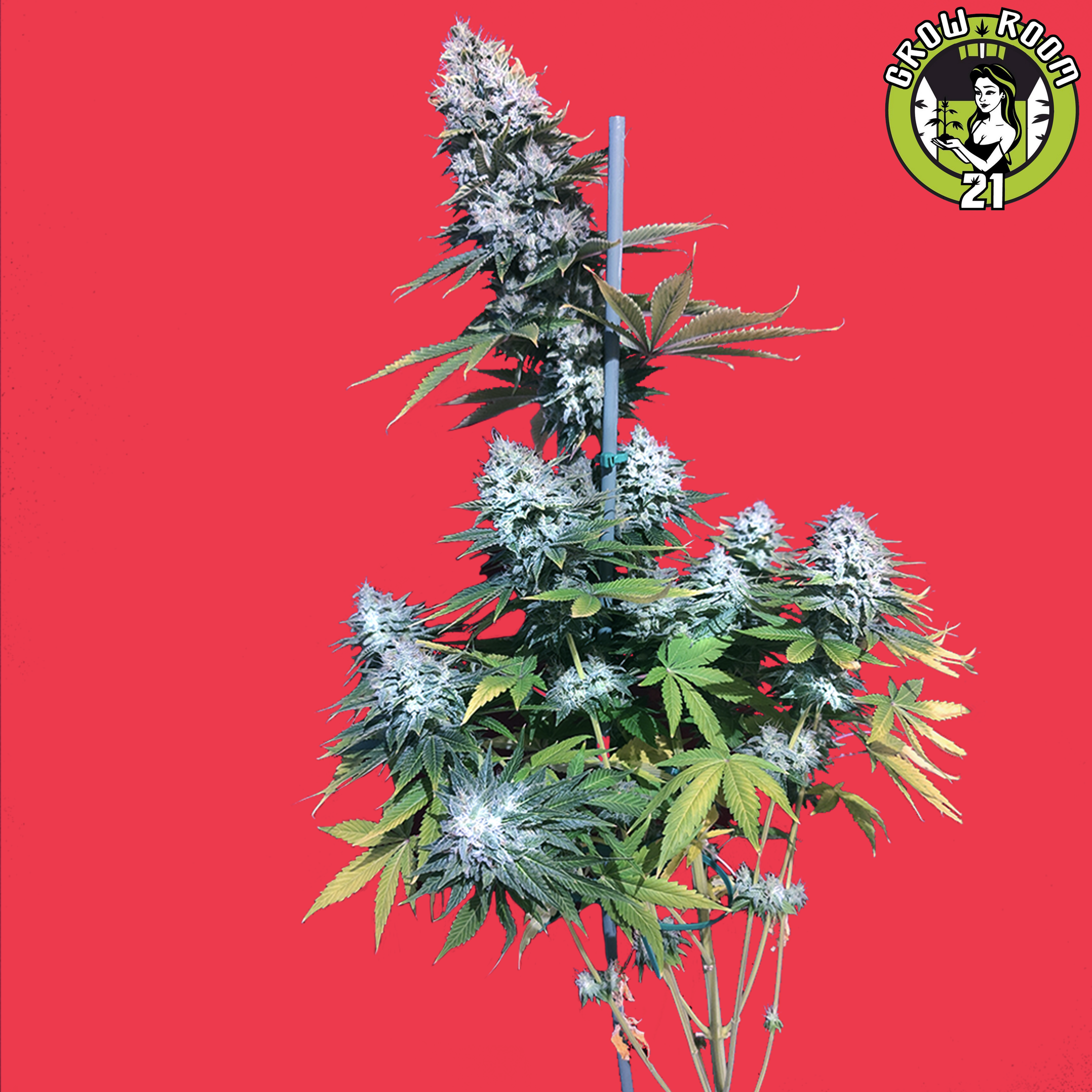 Bild von Saphire Girl