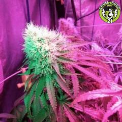 Bild von Strawberry StarDawg
