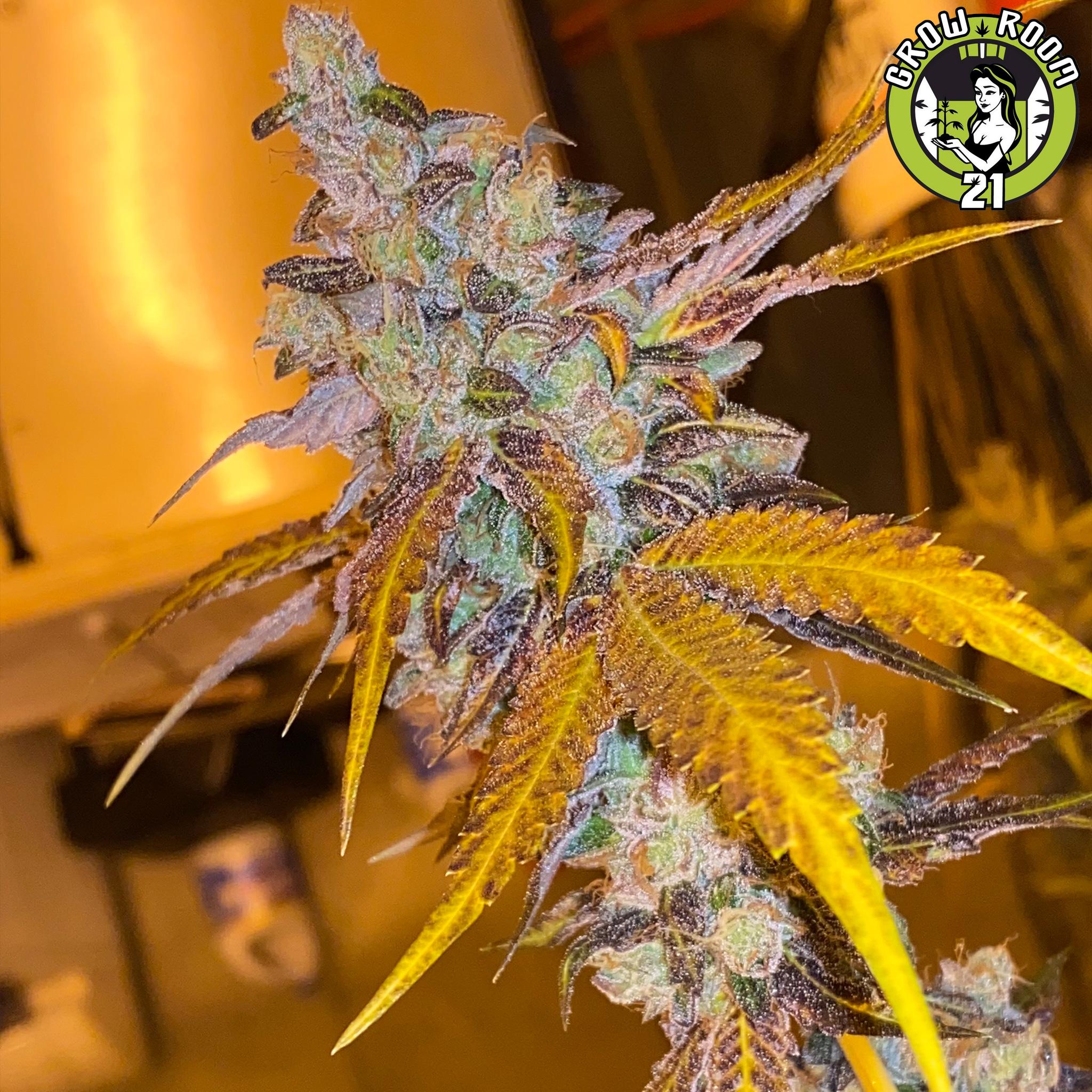 Bild von Strawberry Pop Tartz