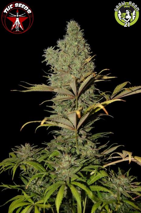 Bild von Super Critical