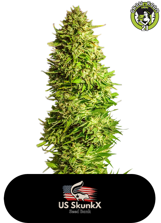 Bild von Super X Kush