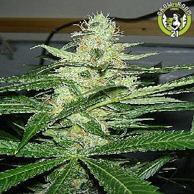Bild von Cheese-Wreck
