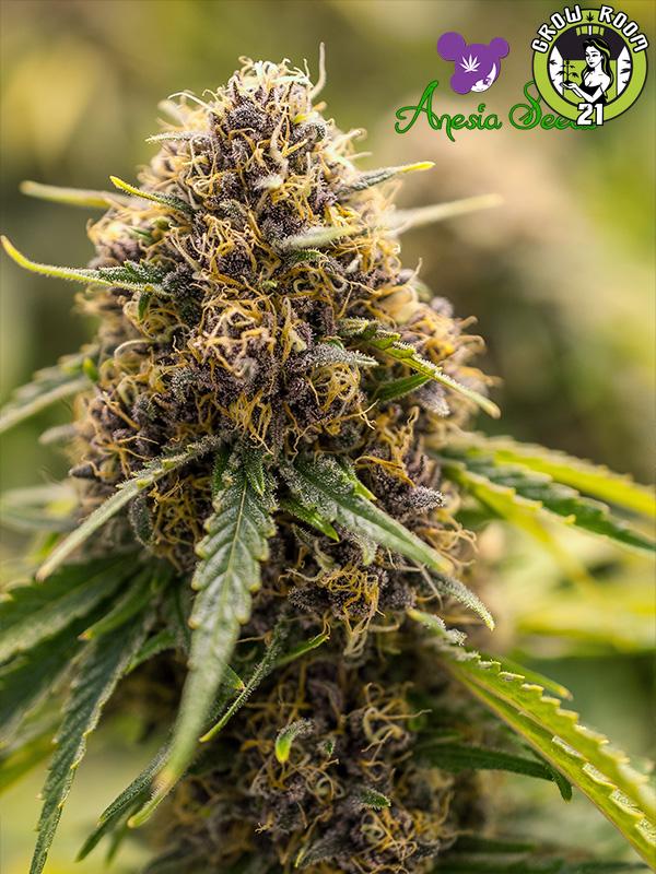 Bild von True Gold OG