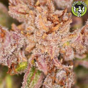 Bild von Wookie Hashplant