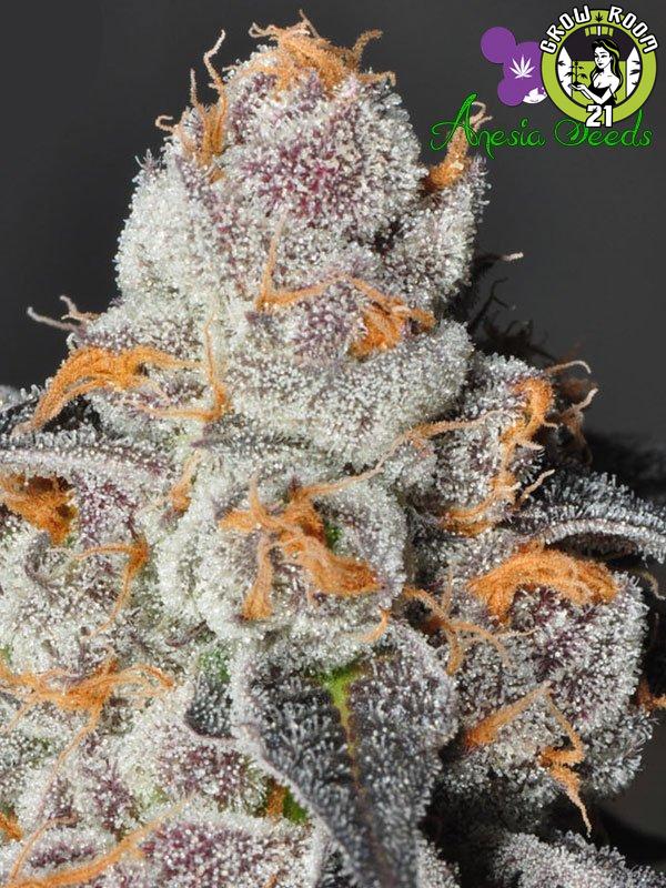 Bild von Anesia Scout Cookies