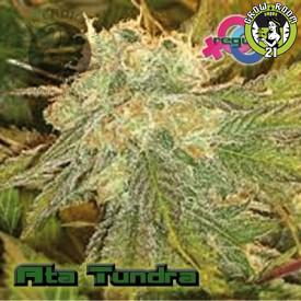 Bild von Ata Tundra