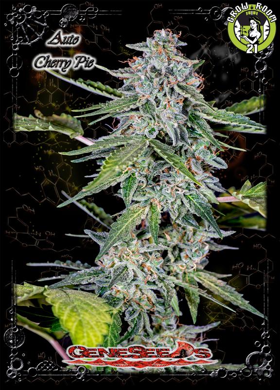 Bild von Auto Cherry Pie