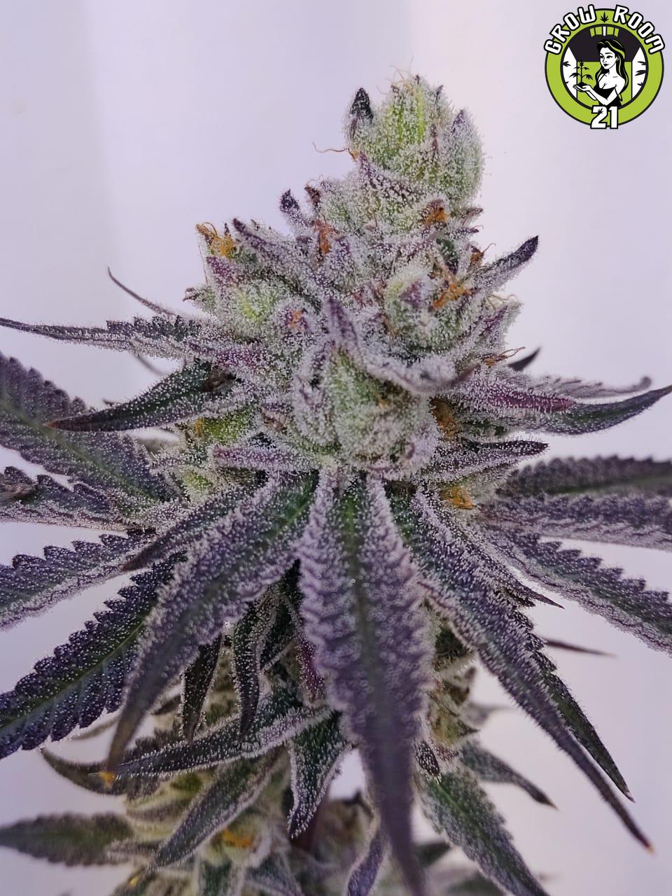 Bild von Benny Blanco BRC