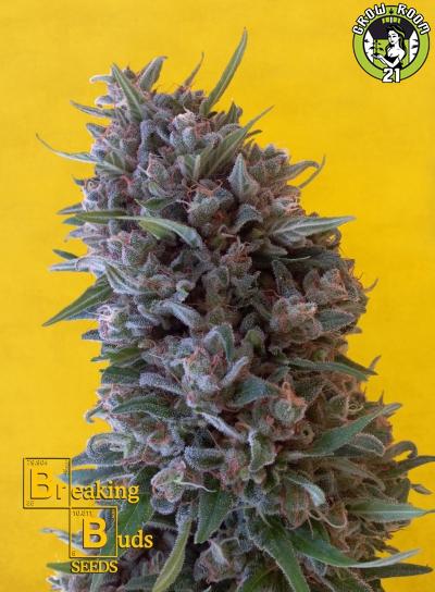 Bild von Cheeisenberg