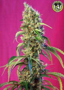 Bild von Black Jack CBD