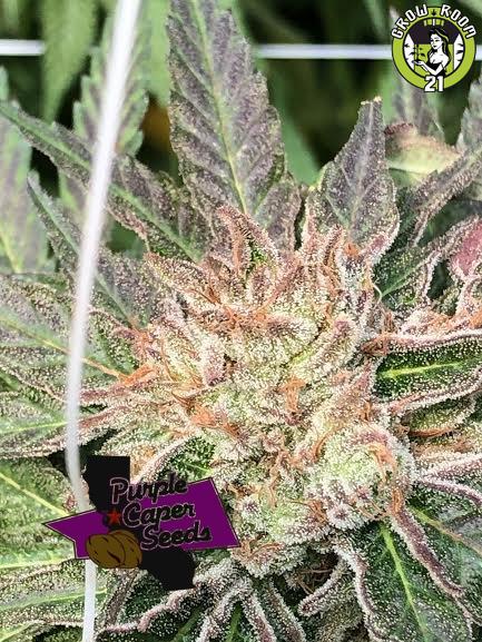 Bild von Black Queen Cookies