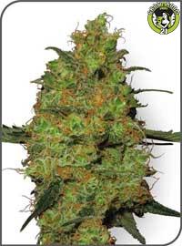 Bild von Master Kush