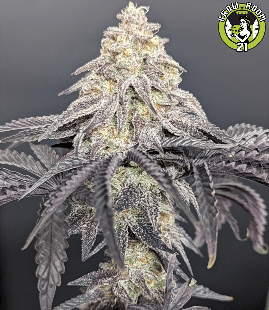 Bild von Blackberry Pancakes