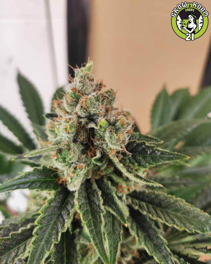 Bild von Break Up Cake