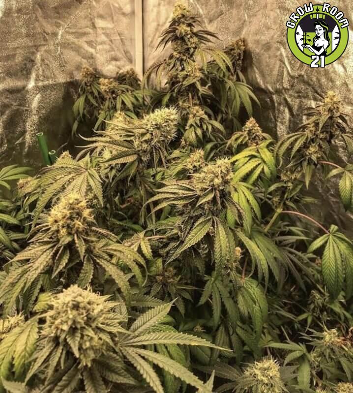 Bild von Brrr Berry OG x Purple Punch