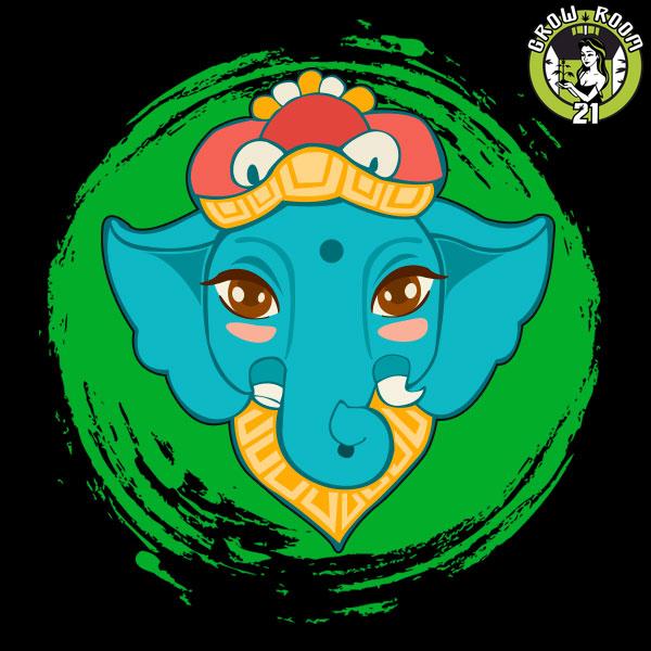 Bild von Super Hindu Kush