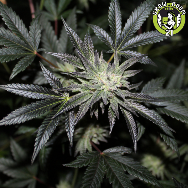 Bild von Carbon Killerz