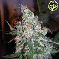 Bild von Chocolope