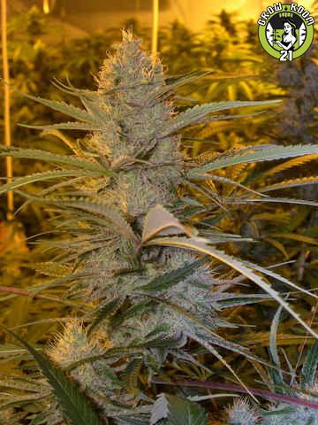 Bild von Cannalope Haze
