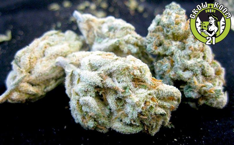 Bild von Green Ribbon