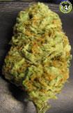 Bild von BC Hash Plant