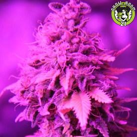 Bild von GDP Blast
