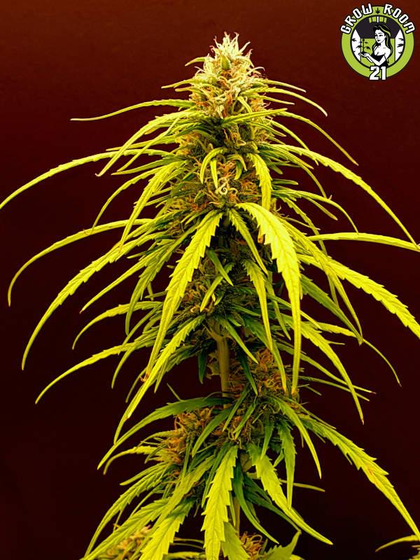 Bild von Coco Mango