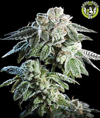 Bild von Girl Scout Cookies