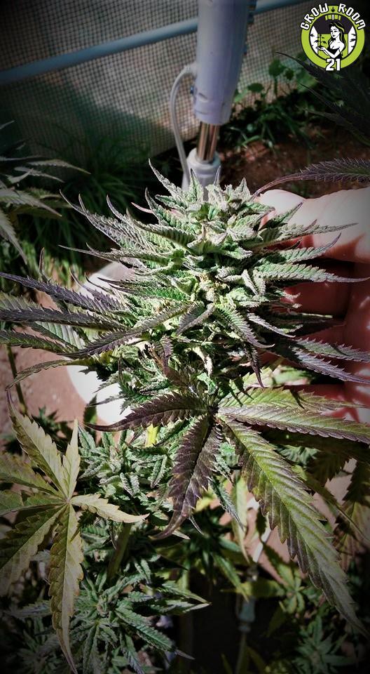 Bild von Warrior Kush