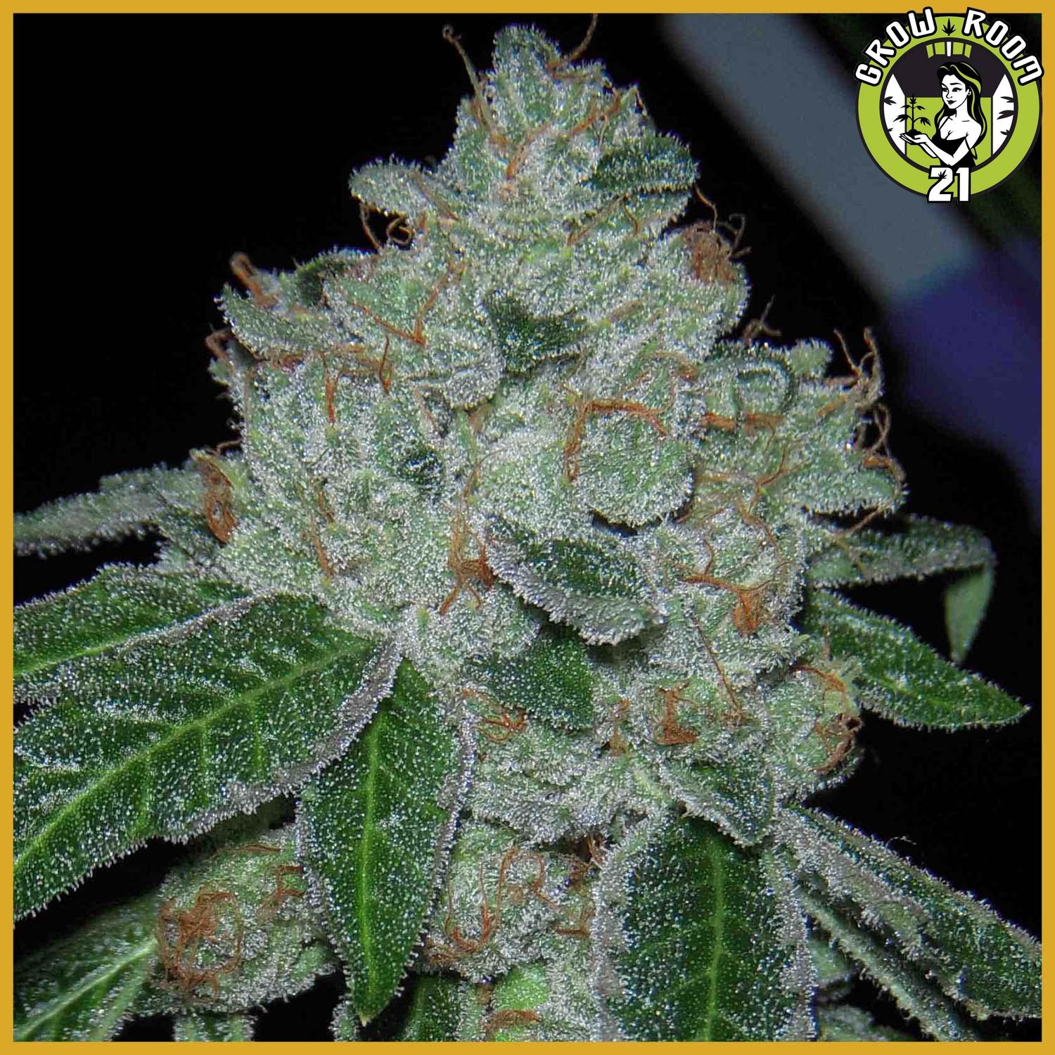 Bild von Rocket Fuel