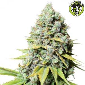 Bild von Kosher Haze