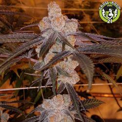 Bild von Purple Punch