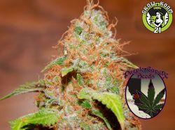 Bild von Zkittlez BX