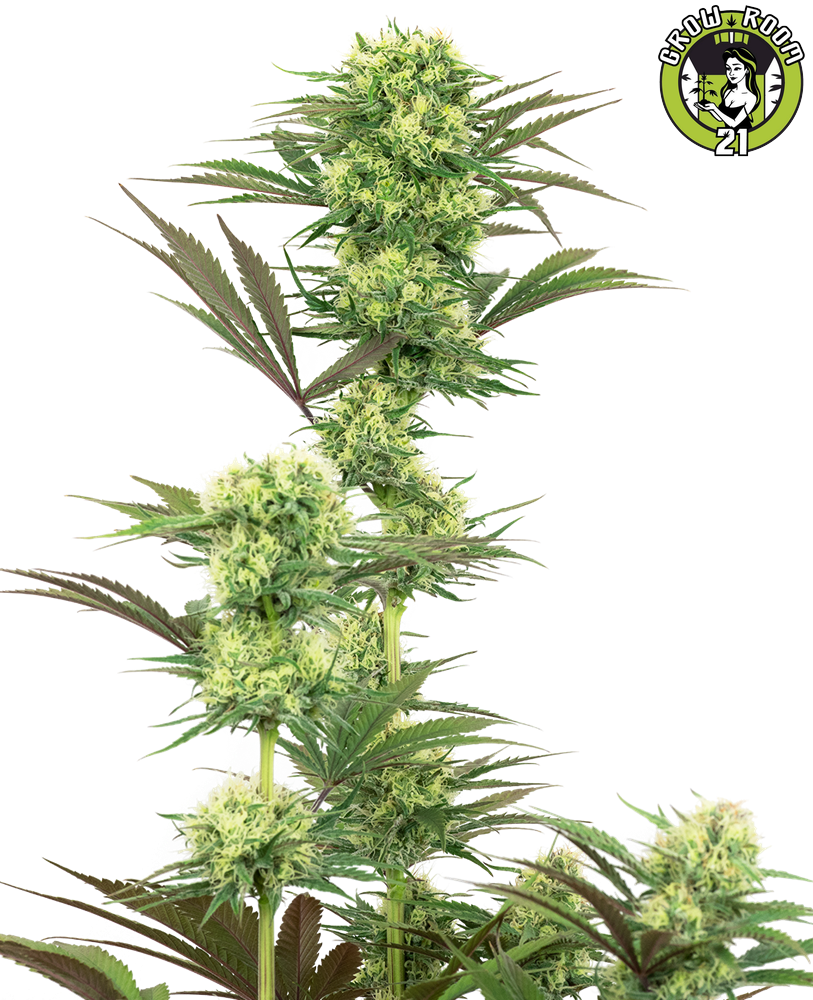 Bild von Guava Jelly