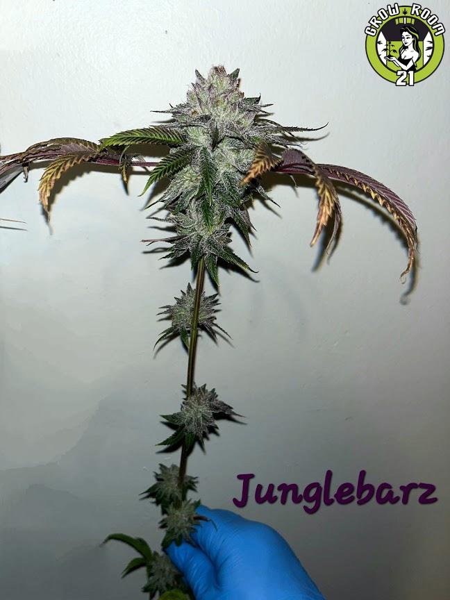 Bild von Junglebarz