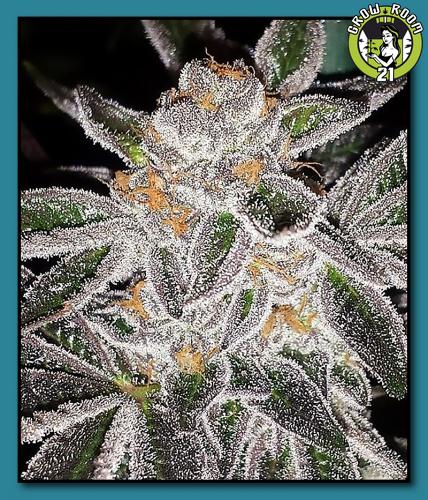 Bild von Key Lime Pie