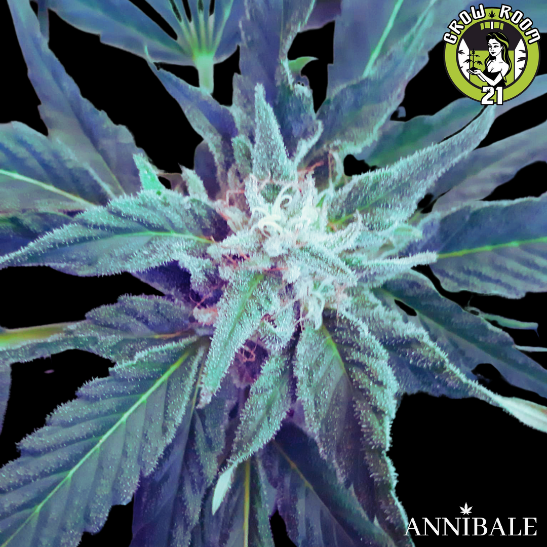 Bild von Lemon Chemical