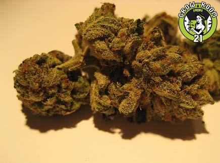 Bild von Bubba Kush