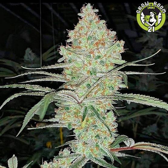 Bild von Super Lemon Haze IBL V1