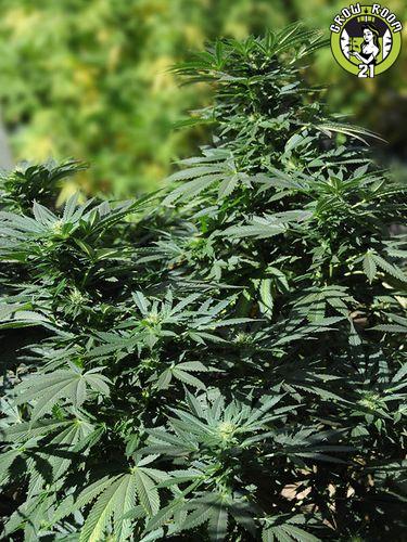Bild von Bubba Kush 2.0