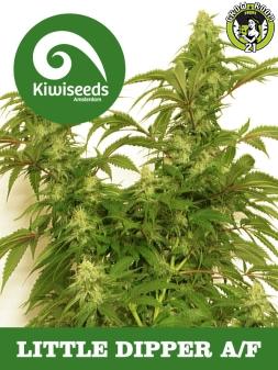 Bild von Little Dipper