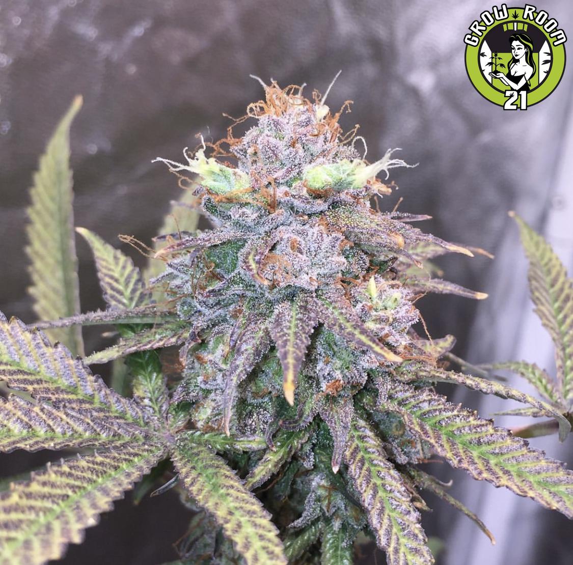 Bild von Mendo Ape OG