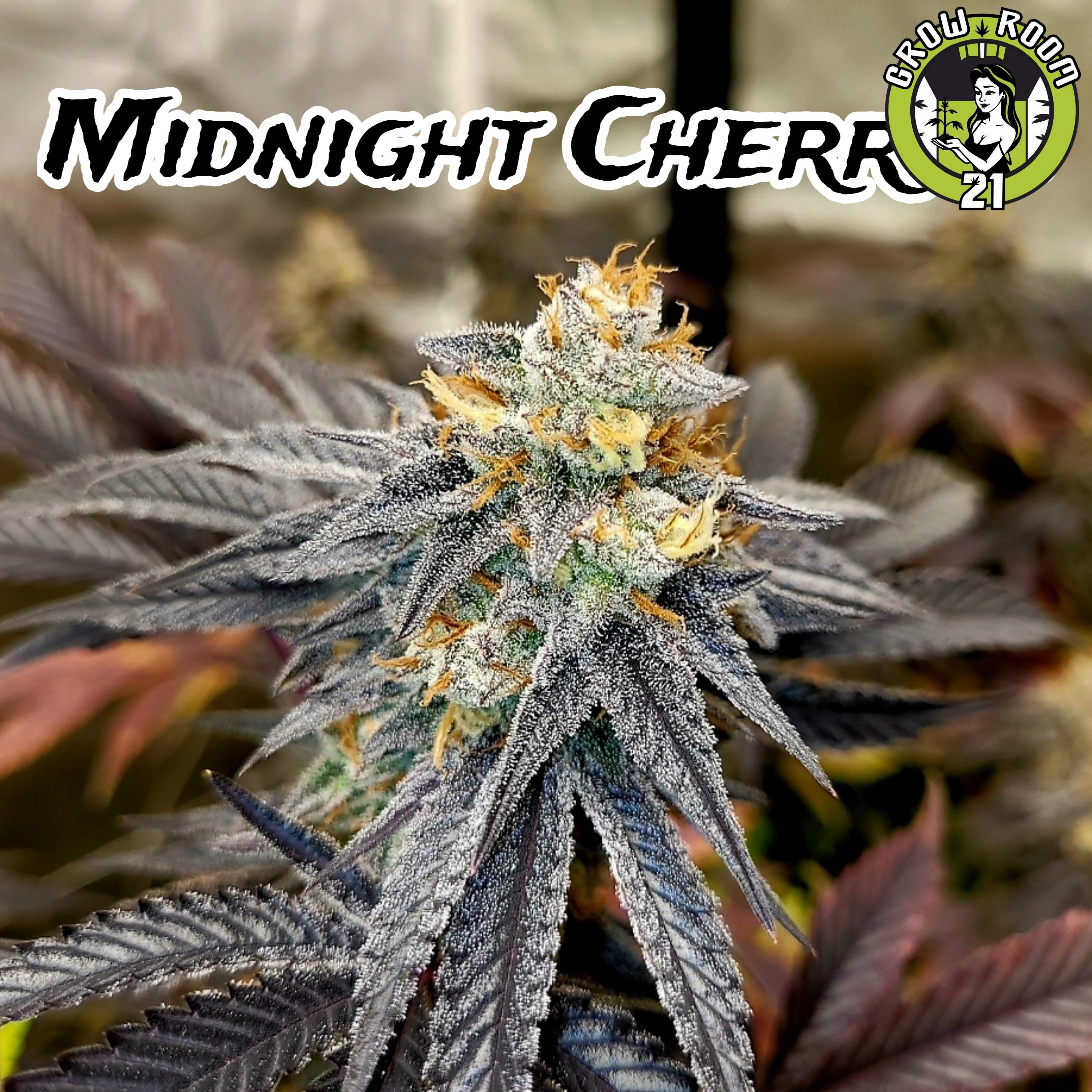 Bild von Midnight Cherries Fast Version