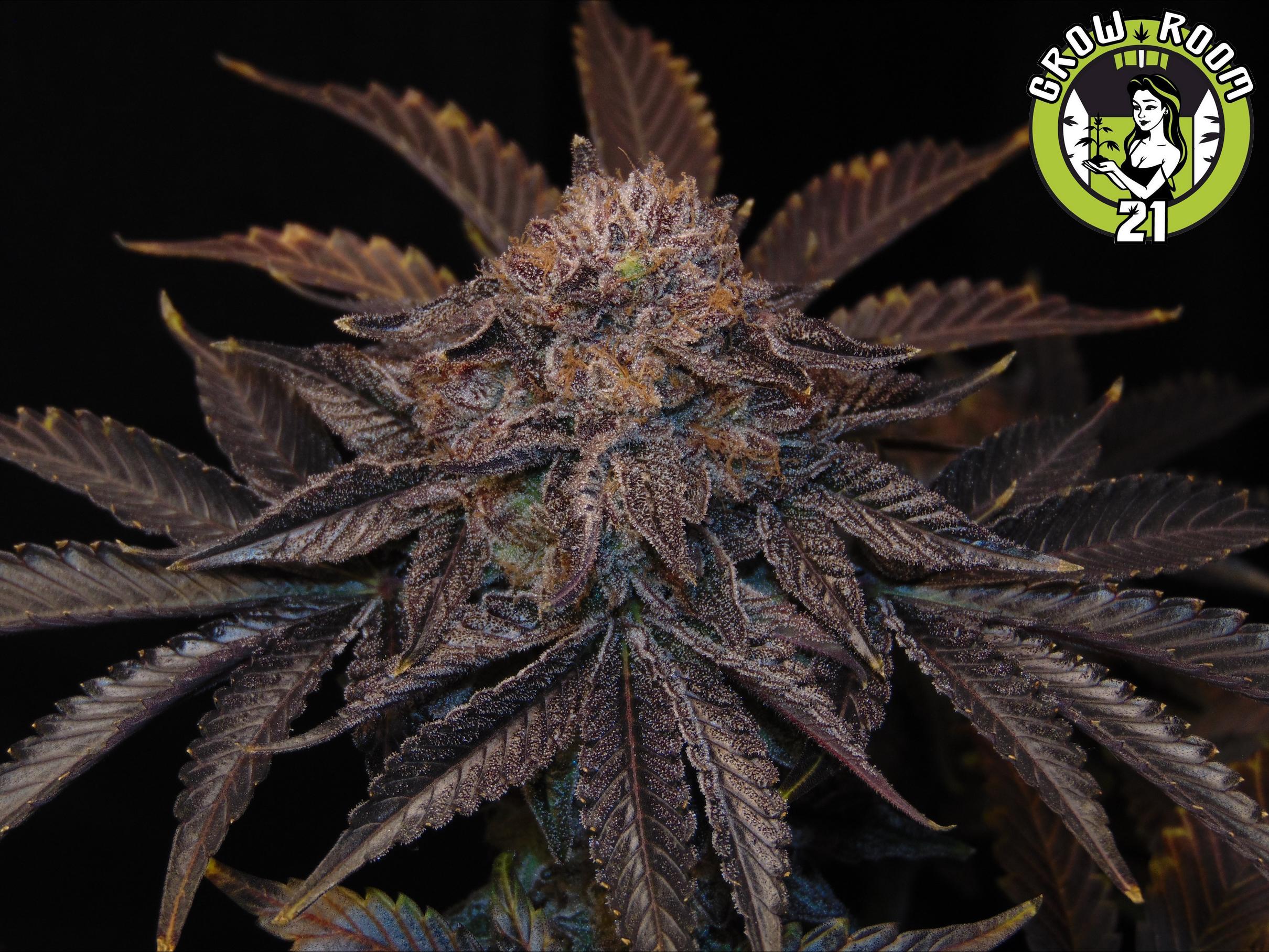 Bild von Nebulis Kush