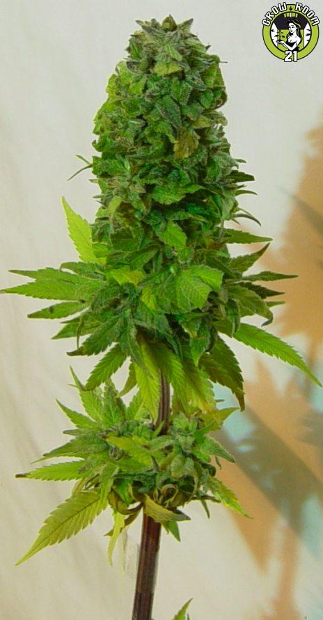 Bild von Blue City Diesel