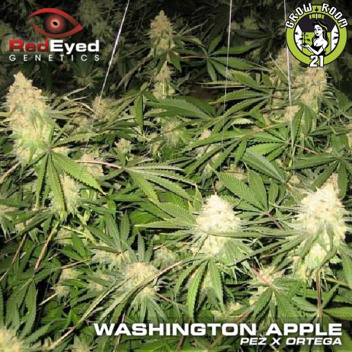 Bild von Washington Apple