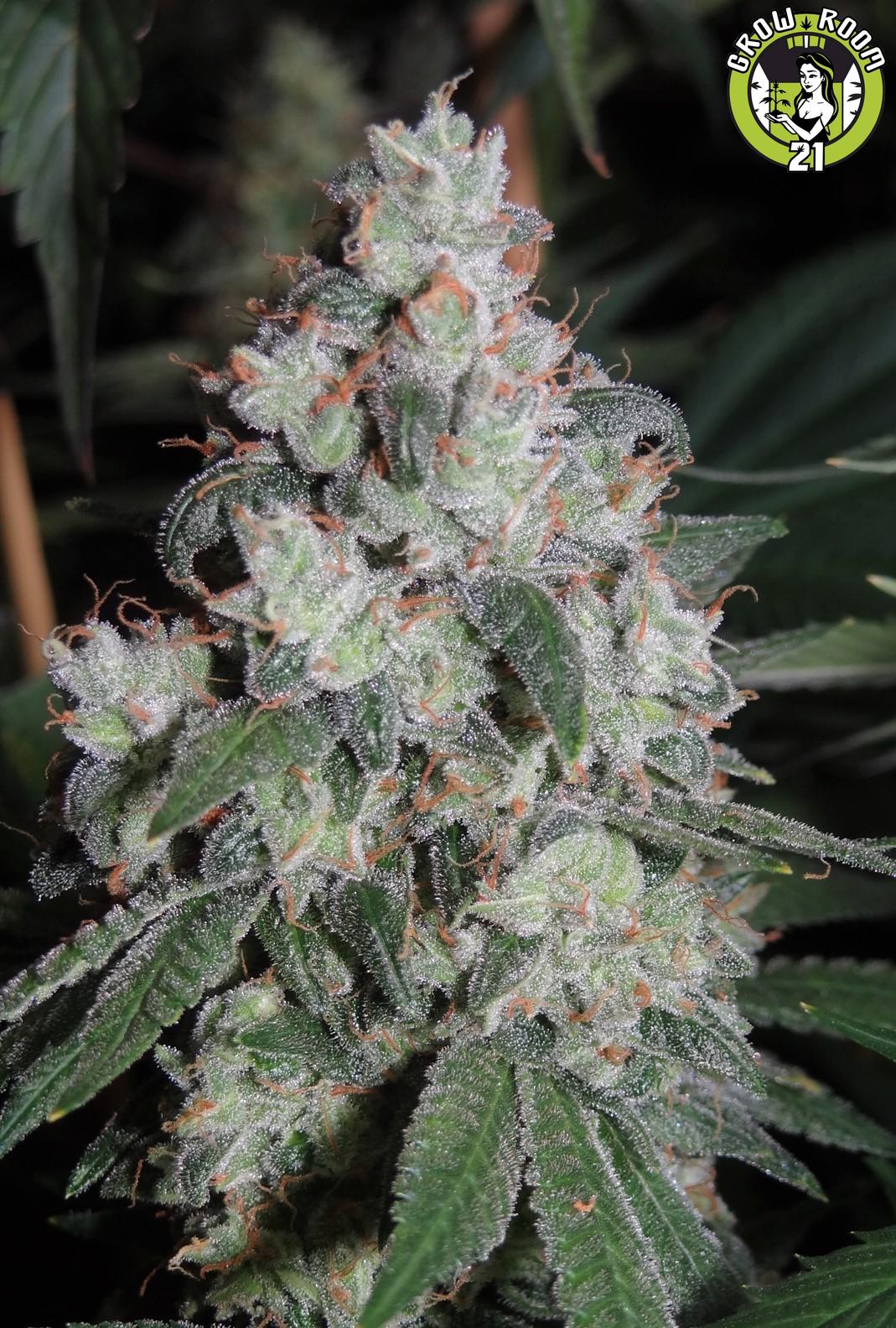 Bild von Phantom Cookie x Black Domina x Gorilla Grape